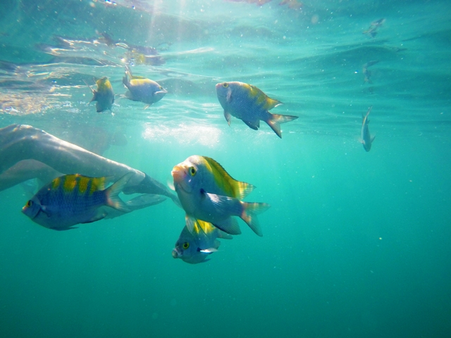 Snorkeling at Manuel Antonio