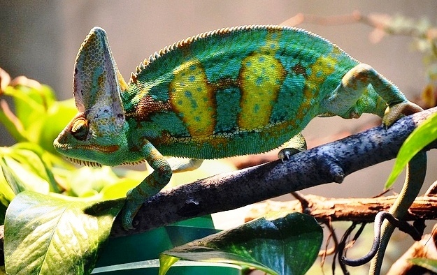 Chameleon, from Creative Commons