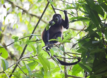 Howler monkey at Veragua Rainforest in Costa Rica