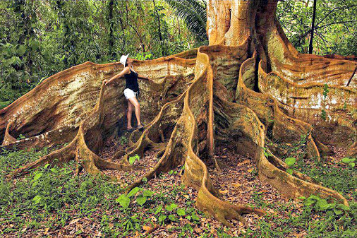 Tree buttress roots in rainforest