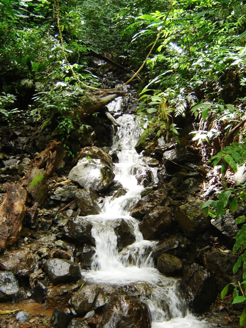 Jungle waterfall at Nicuesa Lodge in Costa Rica