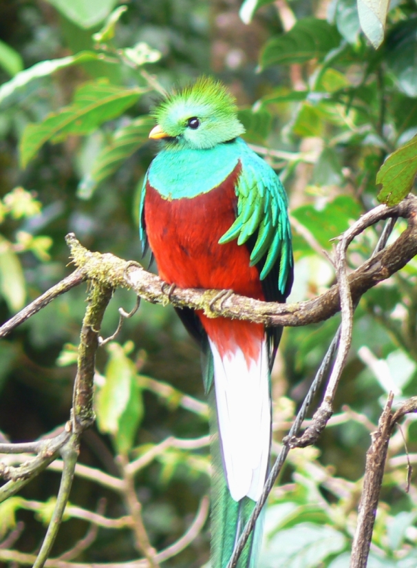 Quetzal01