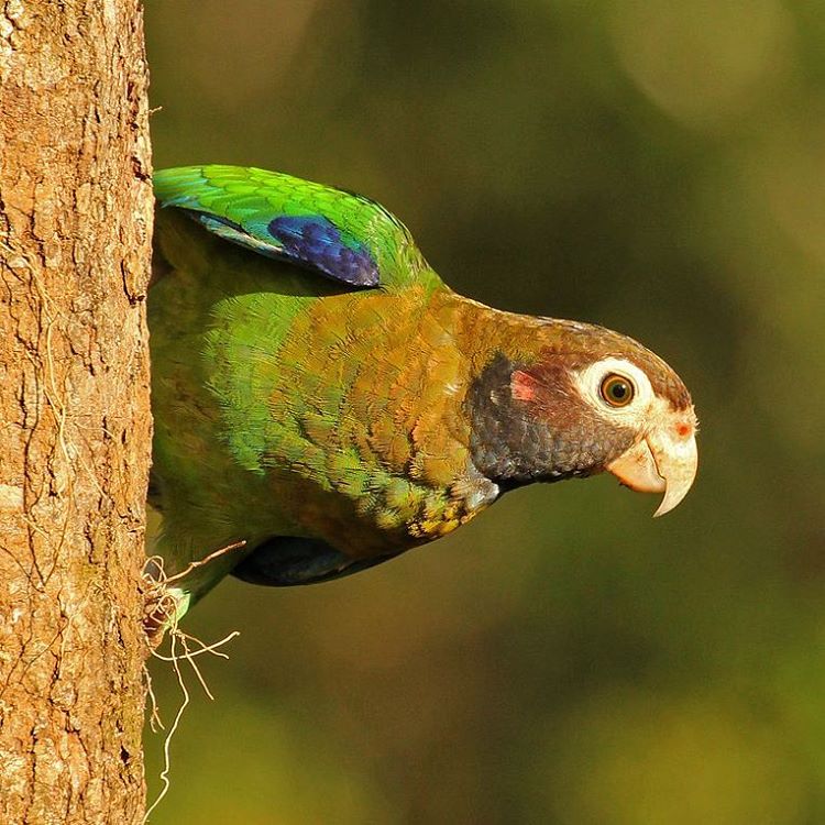 Brown Hooded Parrot