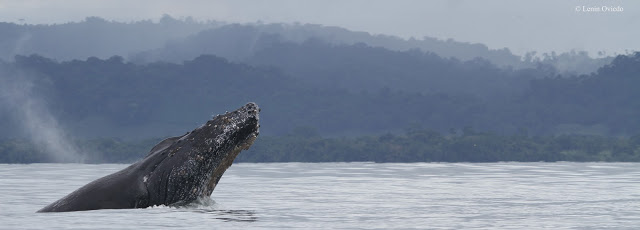 Humpback Whale in Golfo Dulce, photo by Lenin Oviedo of CEIC