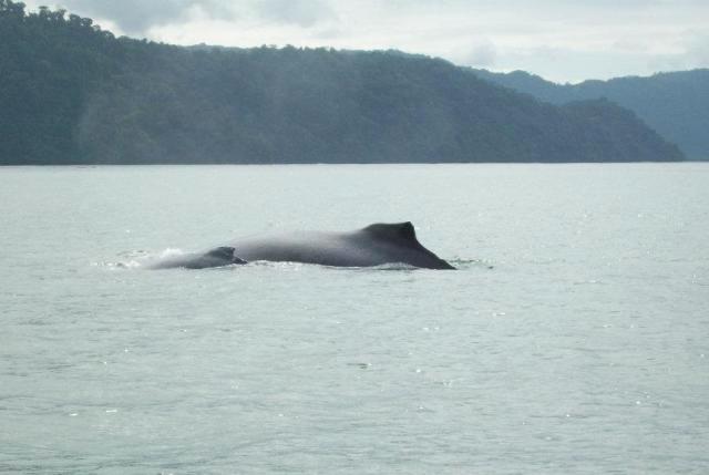 Humpback Whale mother and baby by Nicuesa Lodge in Golfo Dulce, Costa Rica
