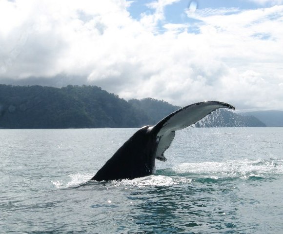Humpback whale tail in Golfo Dulce, Costa Rica, photo by CEIC 