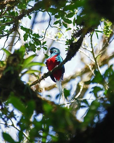 Quetzal in Monteverde Area