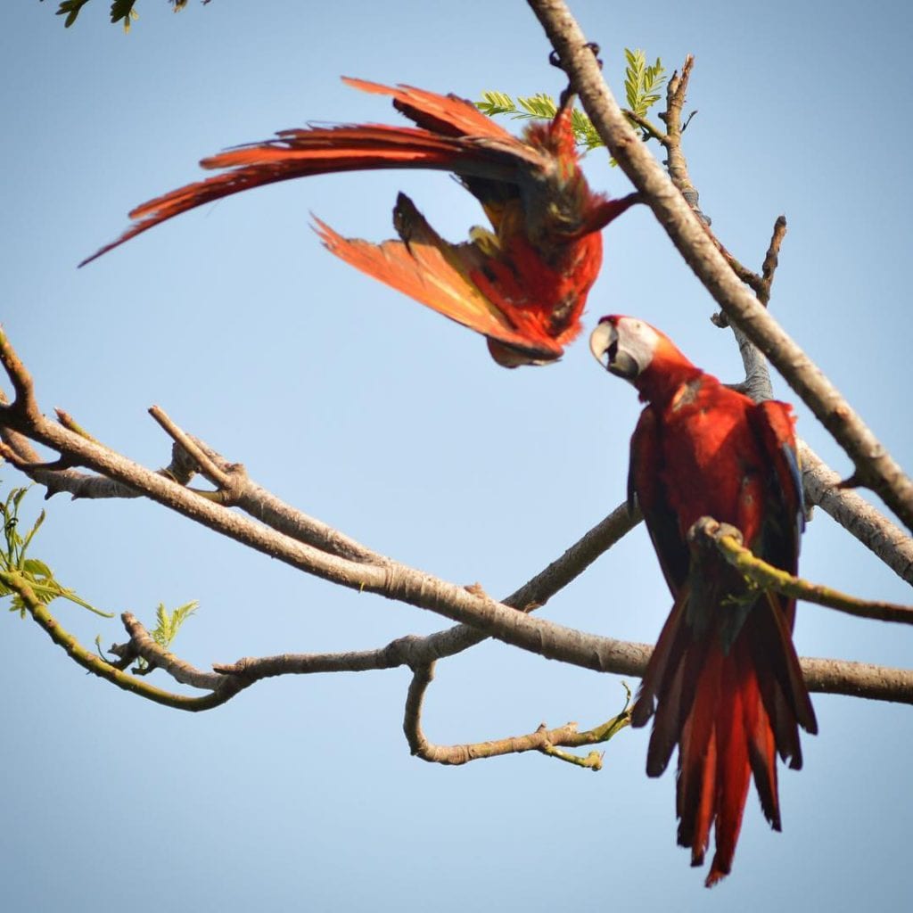 Scarlet Macaws