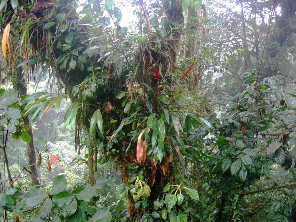 Epiphytes near Santa Elena, photo credit Wikipedia