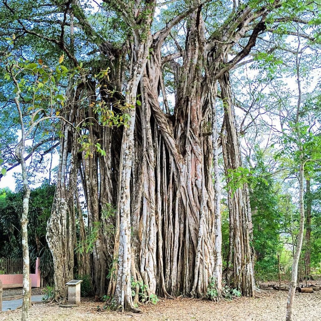 Higueron's impressive root formations create enormous trunk, photo credit bossertartstudio
