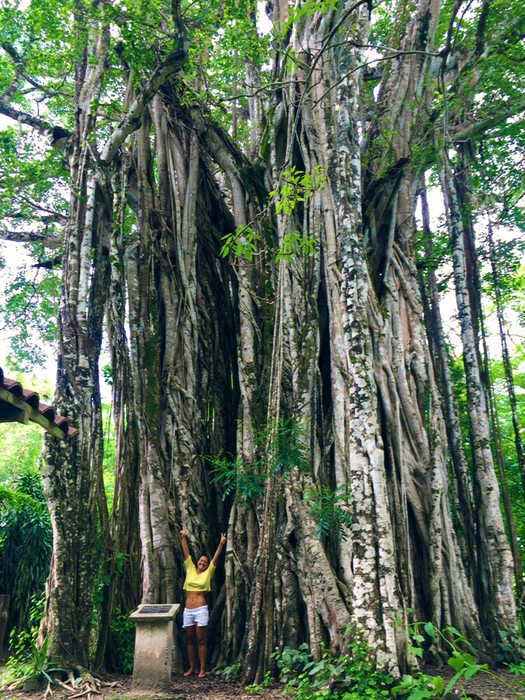 Famous Banyan Tree, photo credit Nancy Goodfellow, Pranamar Villas