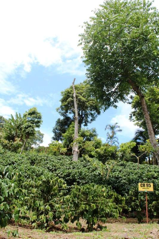 CoopeAtenas coffee plantation in Atenas Costa Rica