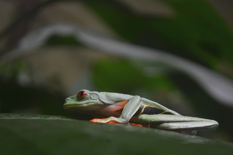 Red-eyed tree frog at Veragua Rainforest in Costa Rica