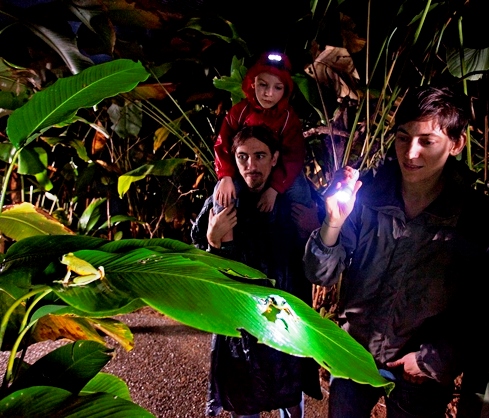 Costa Rica rainforest night walk at Veragua Rainforest