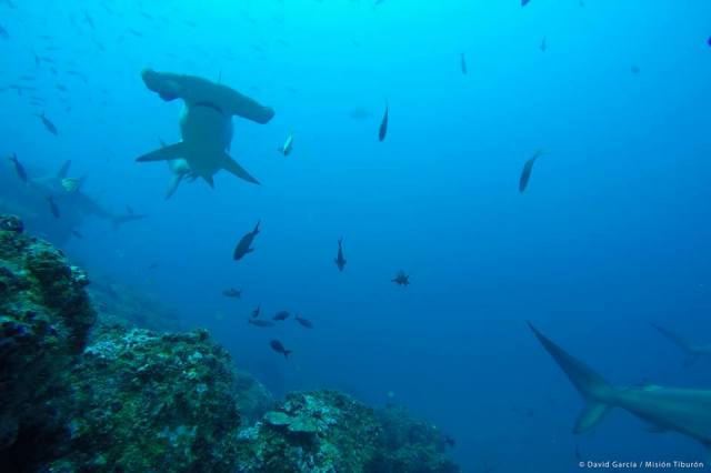 Hammerhead shark in Costa Rica, photo by David Garcia