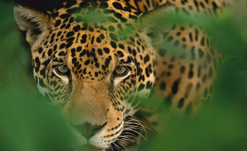 Jaguar on the Osa Peninsula, Costa Rica