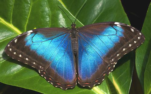 Morpho butterfly at Veragua Rainforest