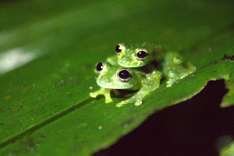 Night walk at Veragua Rainforest, Glass Frogs mating