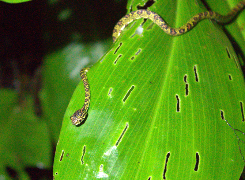 Night walk at Veragua Rainforest, palm pit viper