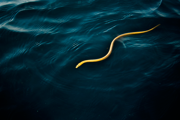 Sea snake in Golfo Dulce, Costa Rica