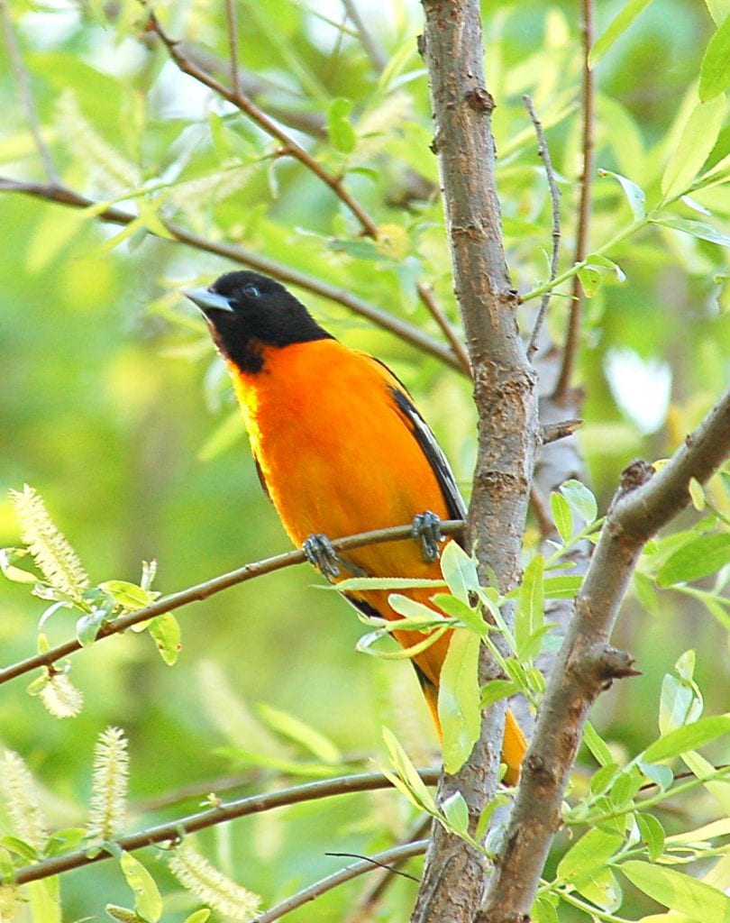 Baltimore Oriole, photo credit Wikipedia