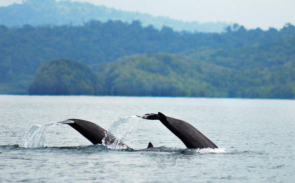 dolphins-in-golfo-dulce-costa-rica