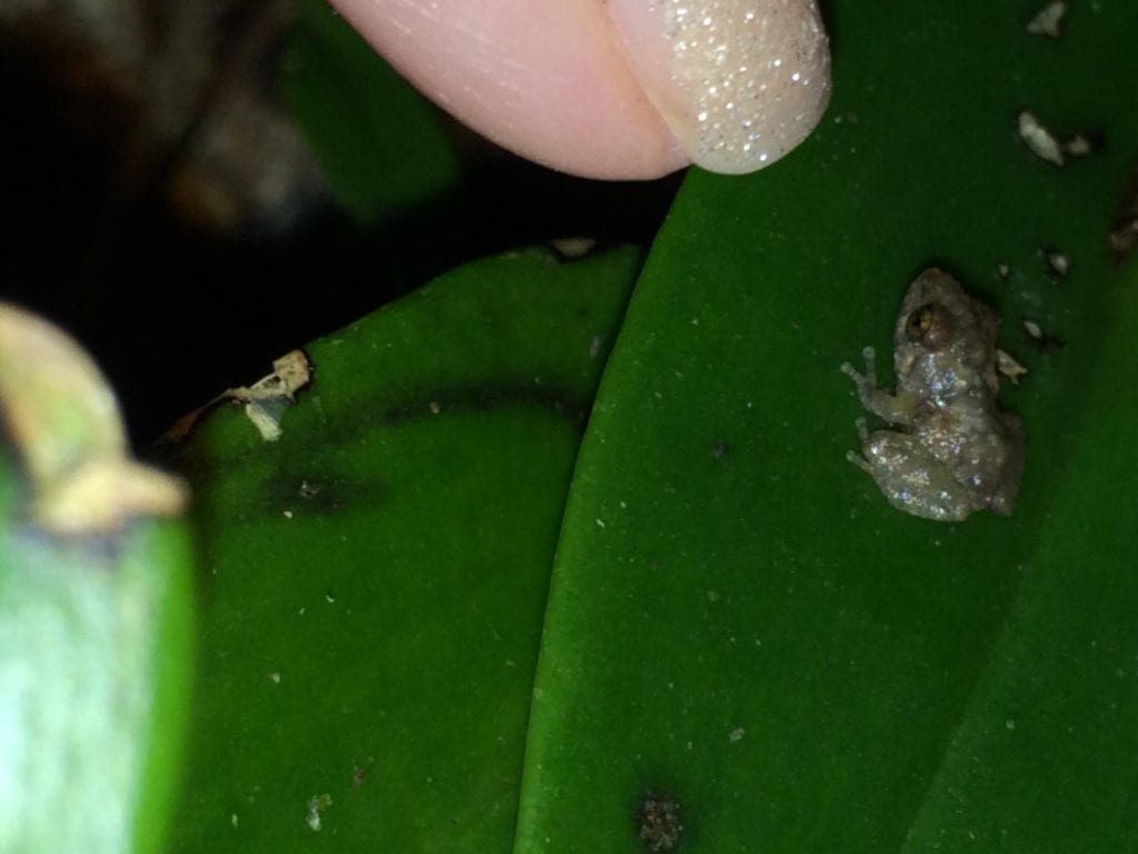Miniature frog observed during Night Walk at El Establo Mountain Hotel, photo credit Rony Castro.