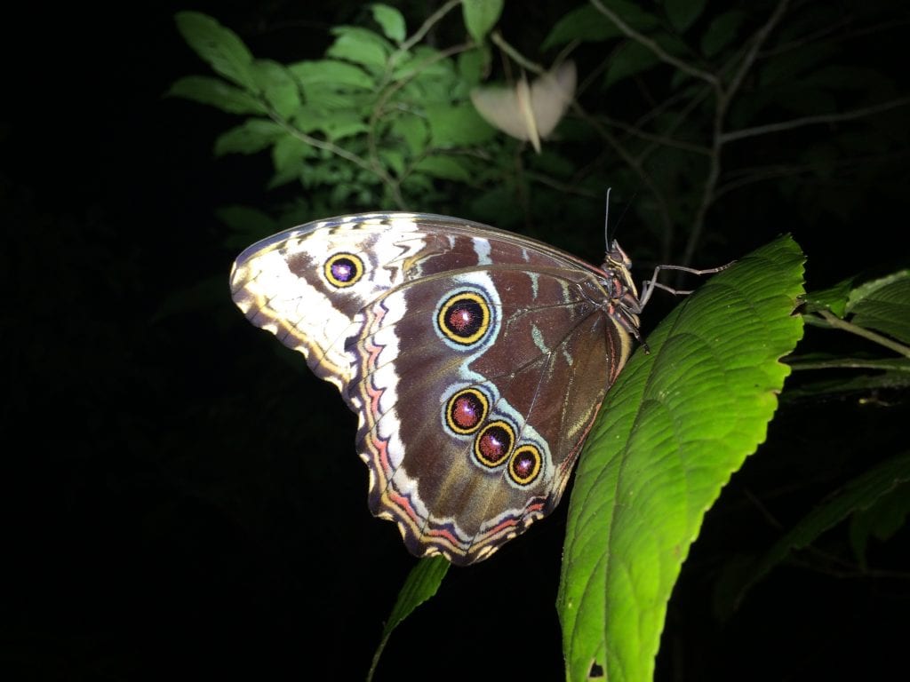 Sleeping Morpho Butterfly observed during Night Walk at El Establo Mountain Hotel.