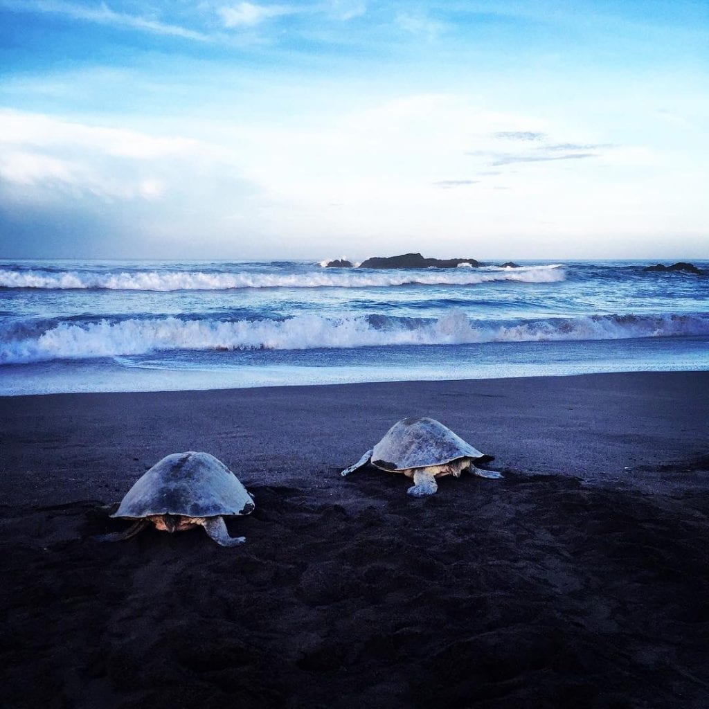 Turtles in Ostional beach, photo credit yogabylauralucy
