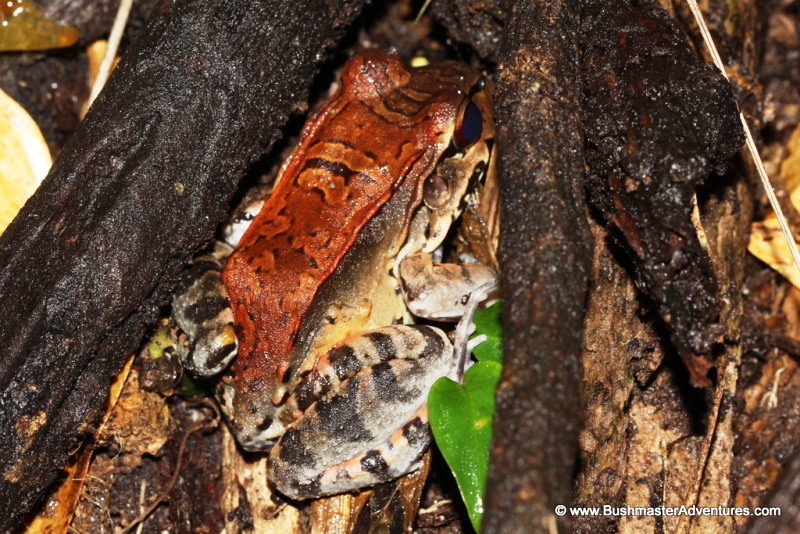 bushmaster-adventures-tour-arenal