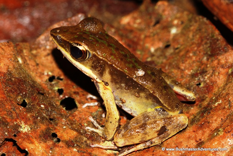 bushmaster-adventures-tour-arenal