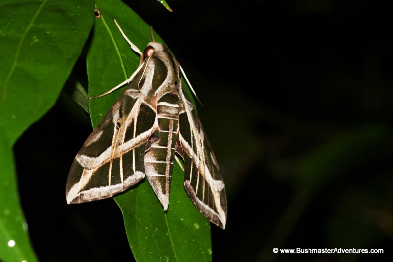 bushmaster-adventures-tour-arenal