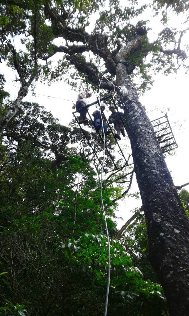 One of the canopy stations amidst the cloud forest at El Establo Mountain Hotel