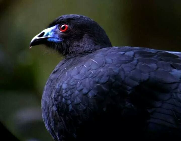 Black Guan at Monteverde, Costa Rica, photo courtesy of Rony Castro, naturalist guide at El Establo Mountain Hotel.