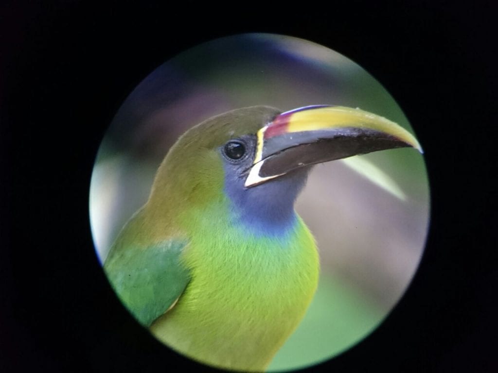 Blue Throated Toucanet at Monteverde, Costa Rica, photo courtesy of Rony Castro, naturalist guide at El Establo Mountain Hotel.