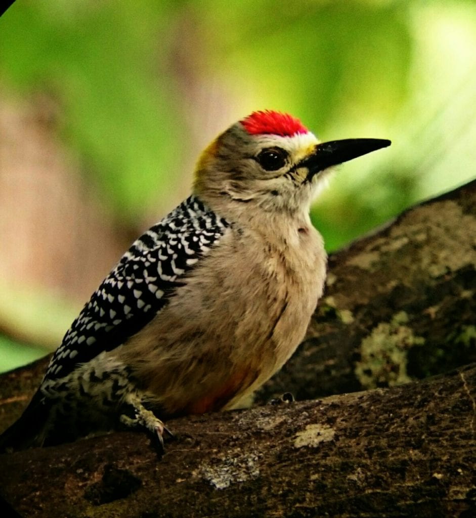 Hoffman Woodpecker at Monteverde, Costa Rica, photo courtesy of Rony Castro, naturalist guide at El Establo Mountain Hotel