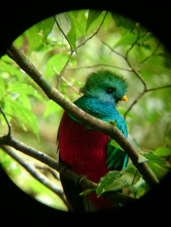 Quetzal at Monteverde, Costa Rica, photo courtesy of Rony Castro, naturalist guide at El Establo Mountain Hotel.
