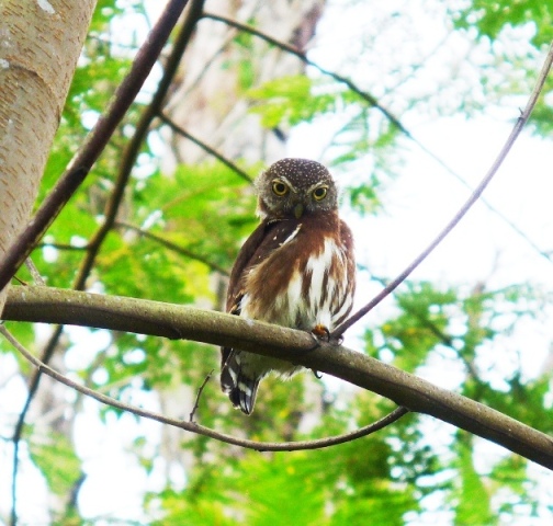 birds-owl-at-veragua-rainforest-in-costa-rica