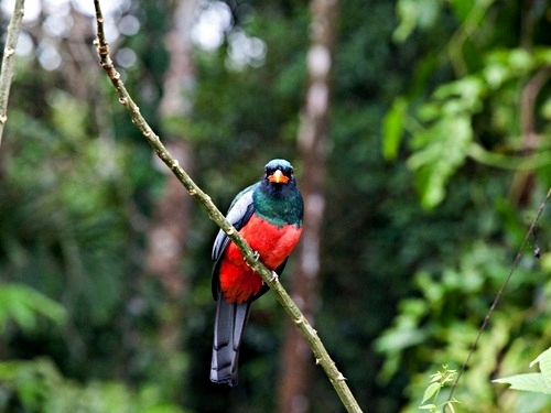 birds-trogon-at-veragua-rainforest-in-costa-rica