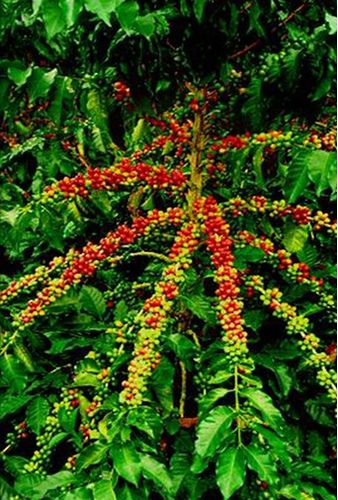 coffee-christmas-tree-costa-rica