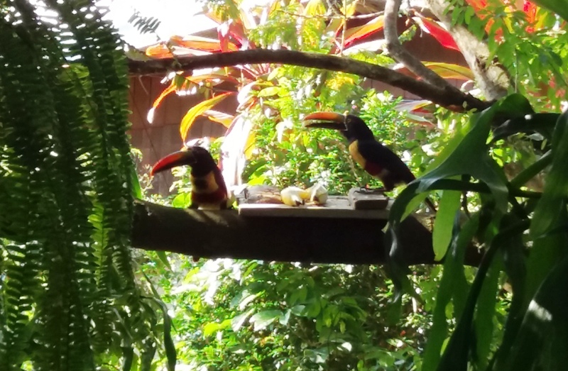 el-toledo-coffee-tour-atenas-costa-rica