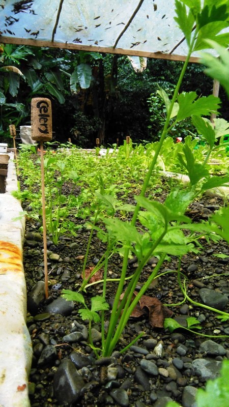 hydroponic-garden-at-playa-nicuesa-rainforest-lodge-in-costa-rica