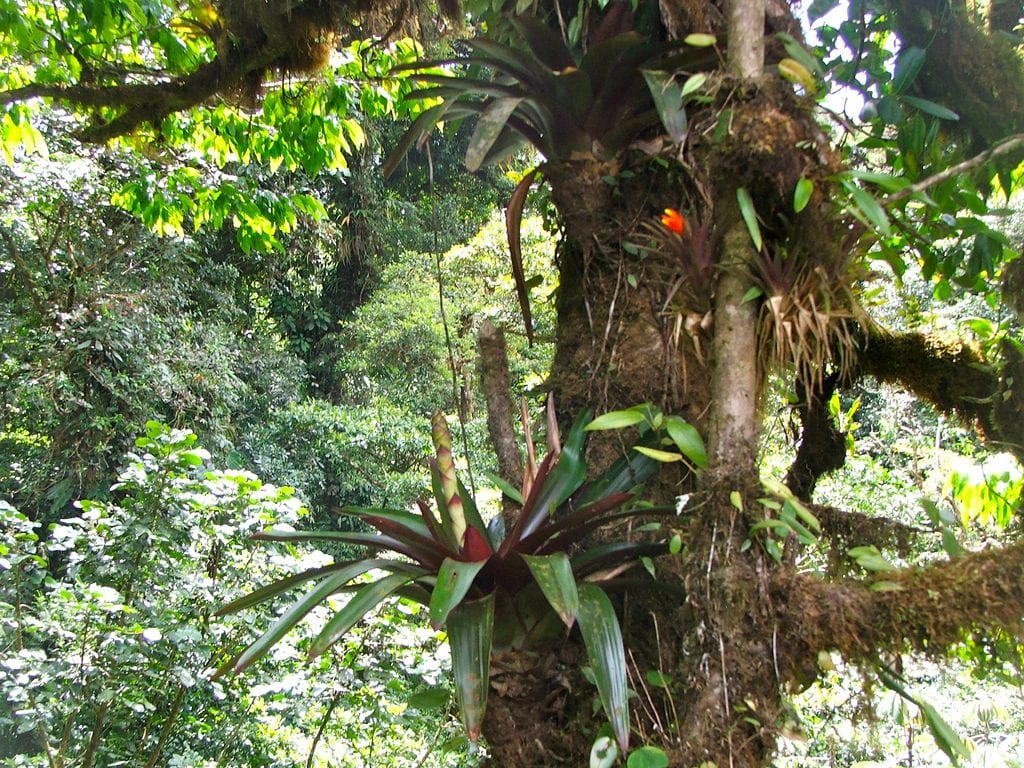 Bromeliads in Monteverde, photo credit CzechBar.