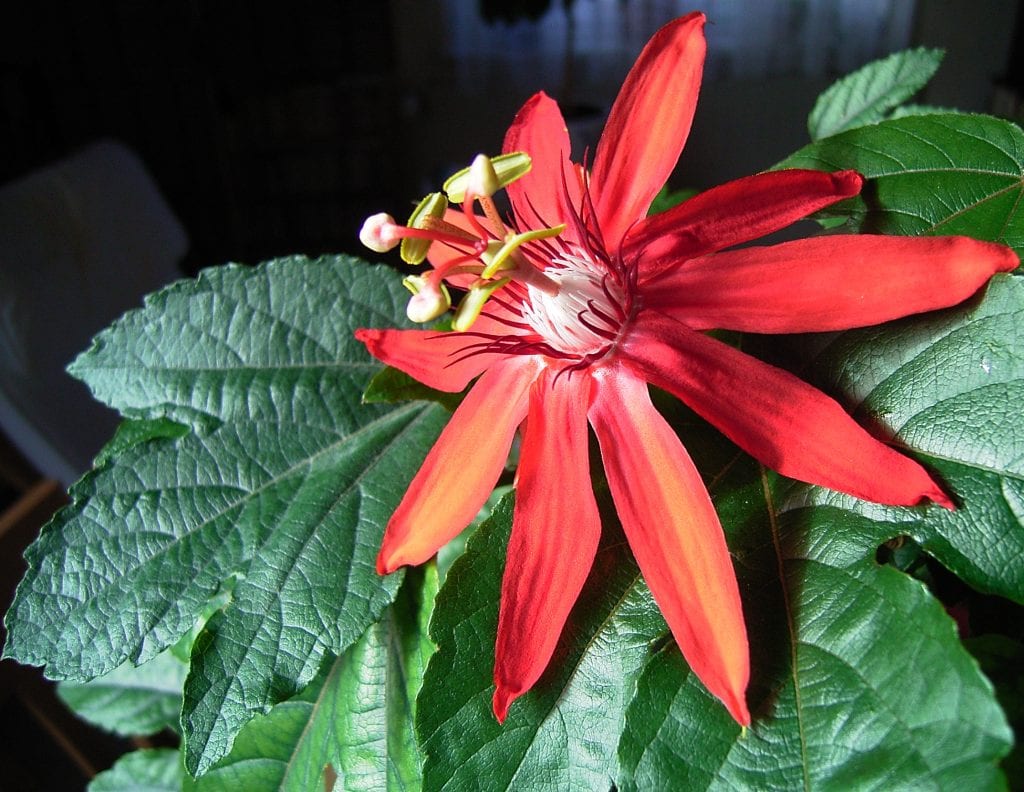 Passiflora, photo credit Wikipedia.