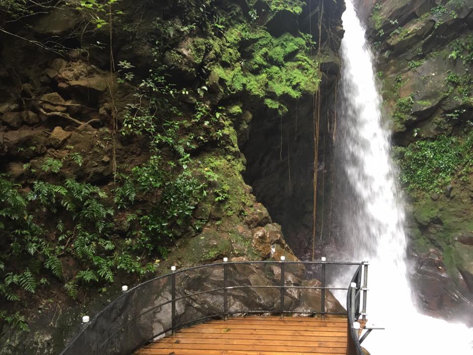Waterfall Oropendula at Rincon de la Vieja