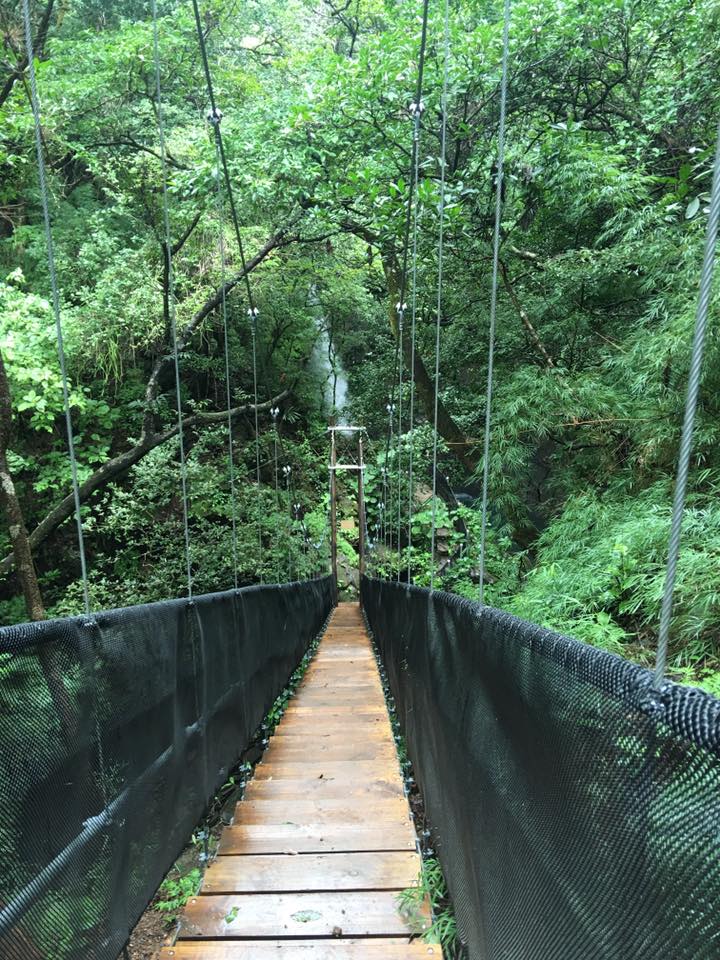 Waterfall Oropendula