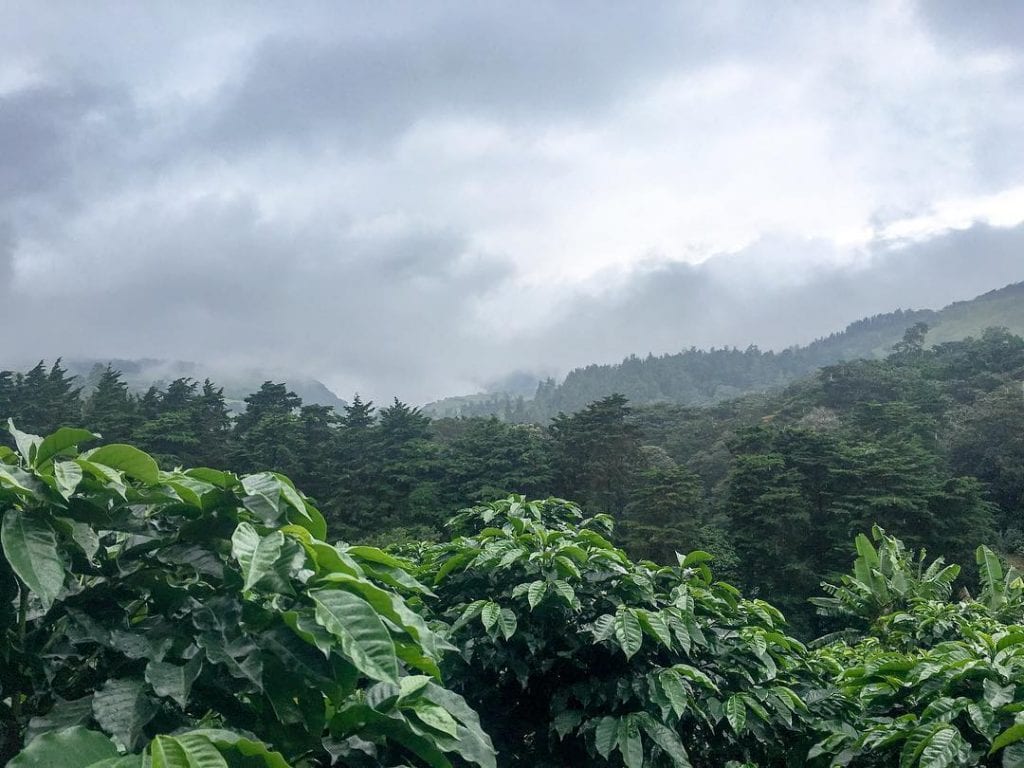 Coffee plantations in the cloud forest, photo credit laurensouch.