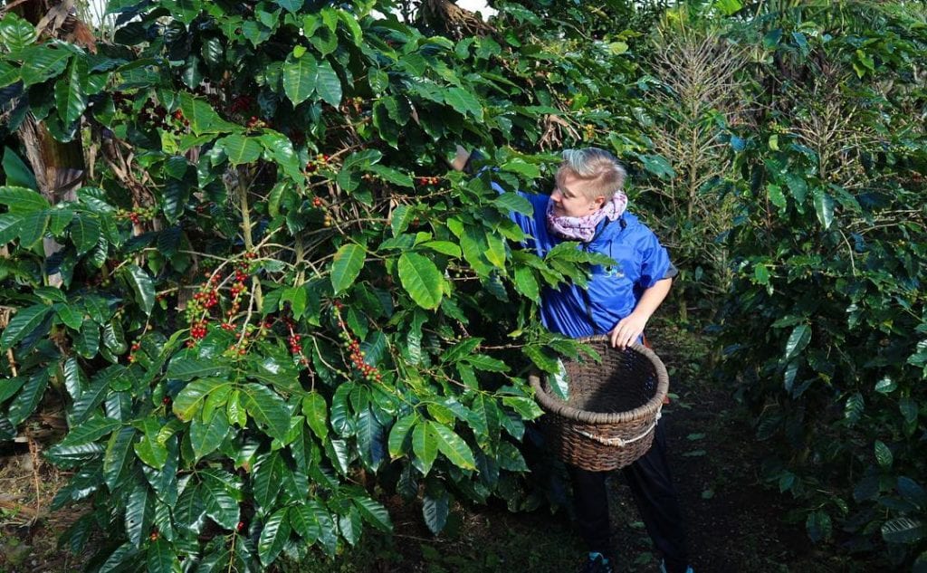 Get to pick your own coffee beans. Don Juan Coffee Tour, photo credit hannah_If.
