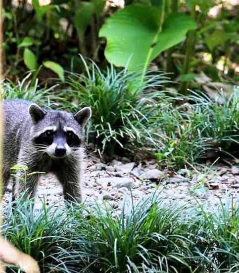 Costa Rica wildlife at Playa Nicuesa Rainforest Lodge