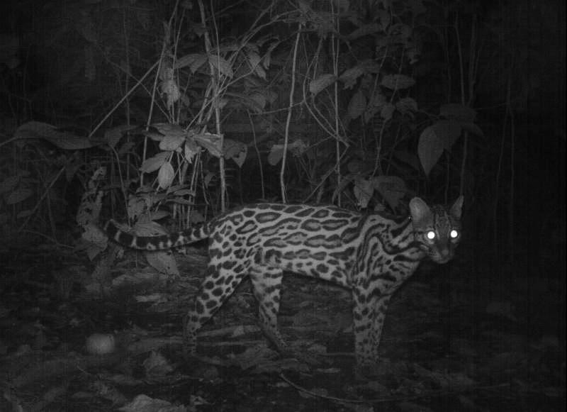 Costa Rica wildlife at Nicuesa Lodge